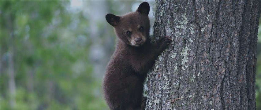 These two charts prove that the bear market has begun