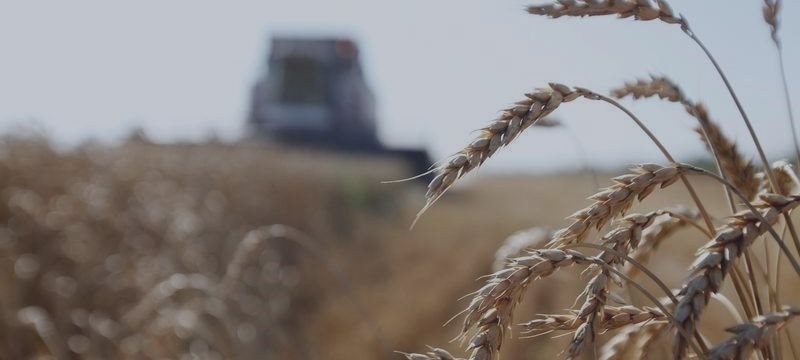Экспортные цены на пшеницу РФ растут, производители не спешат с продажами
