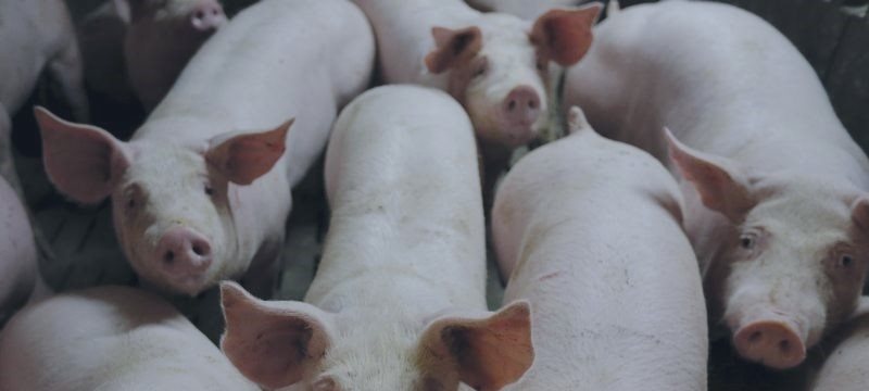 ВТО поддержала ЕС в споре с Россией о свинине