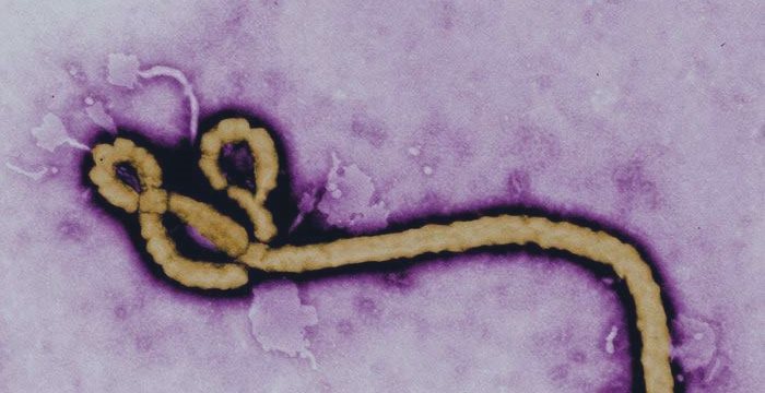 Эбола выкачает из мировых рынков 32,6 млрд долларов