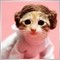 gold.cat gold.cat