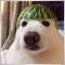 offshorex7 offshorex7