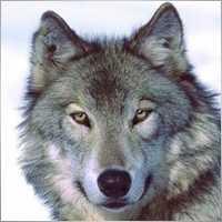 Felipe Eloi Capelari