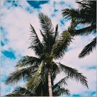 TropicalSteve96