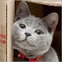 ashcat_tr