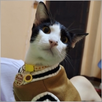 Nattagorn Kongkit