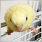 鳥親父