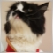 testprogram17932