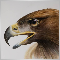 dodifx2