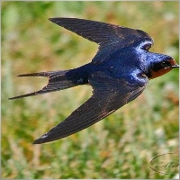 Jose Miguel Gomez Sanchez