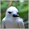 Whitetern