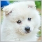 Adri